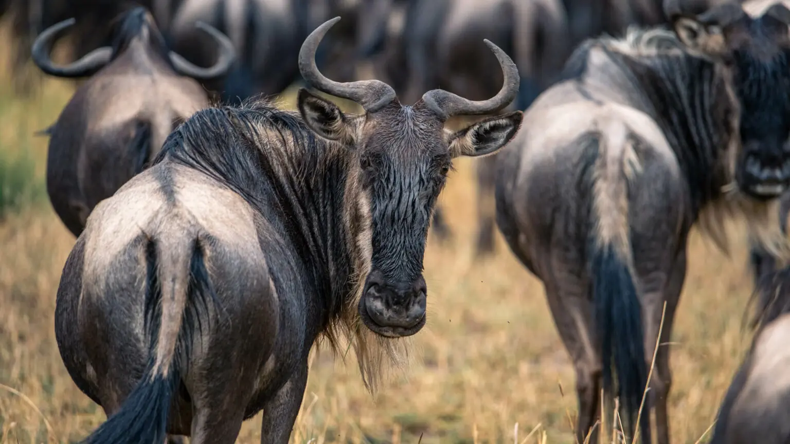 Celebrating Christmas & New-Year Holidays Safari and Zanzibar Beach Holidays