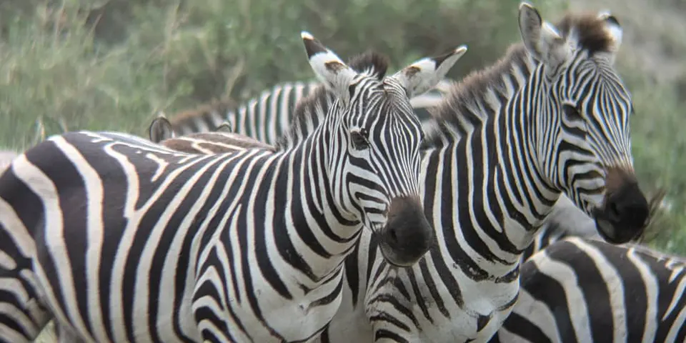 ndutu calving season wildlife photography