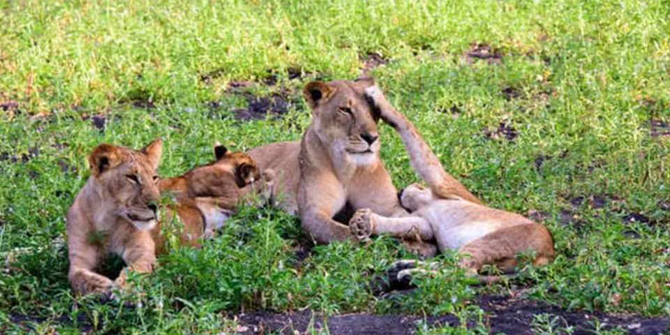 wildebeest calves predator action