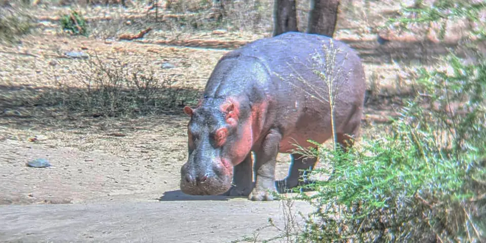 calving season ngorongoro crater
