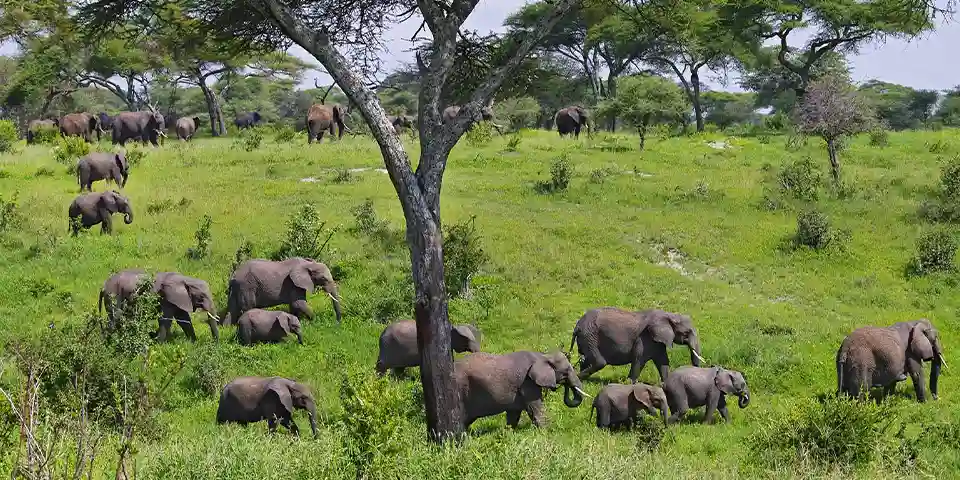 5 days affordable private safari tarangire national park