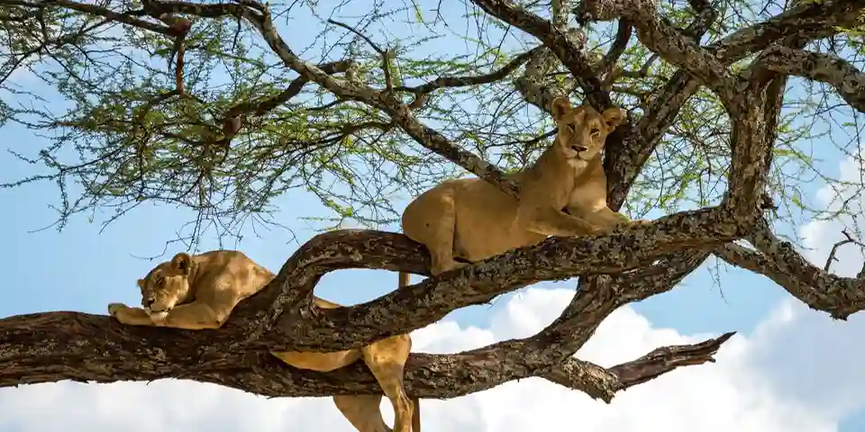 5 days affordable private safari lake manyara national park