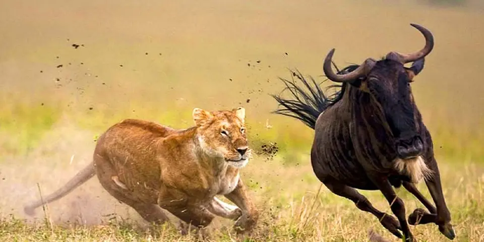 5 days affordable private safari serengeti national park