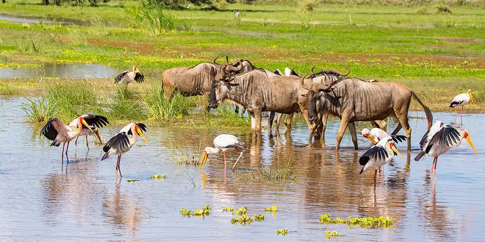 ndutu plains calving season 5 days tanzania