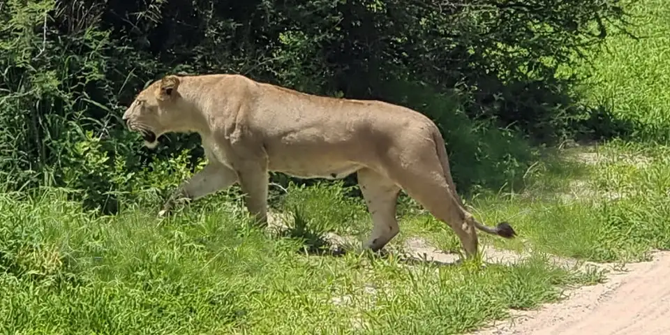 wildebeest calving 5 days tanzania safari