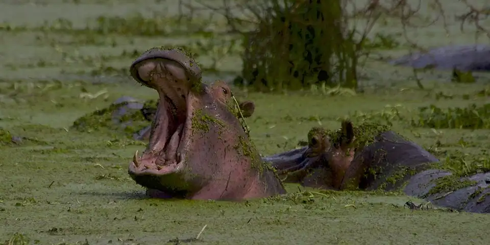 5 days calving season tanzania predator action