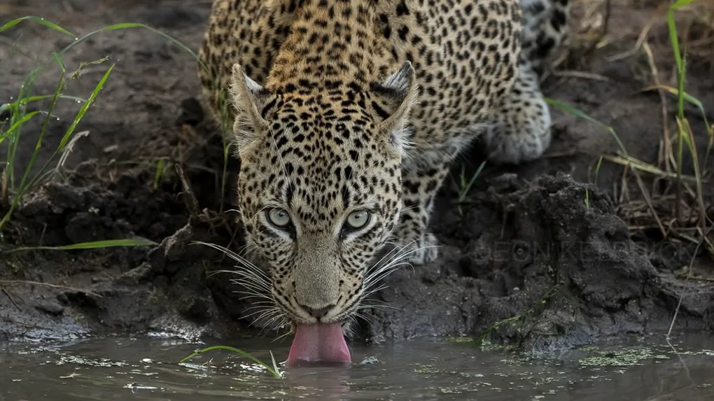 5 days great migration safari tanzania serengeti crossing