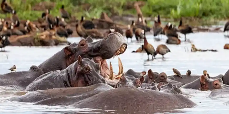 ngorongoro crater safari experience