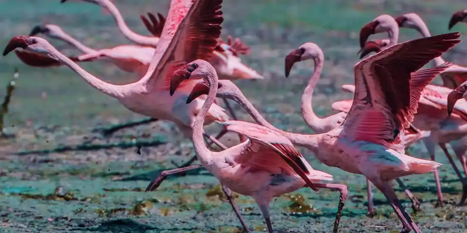 lake manyara national park safari
