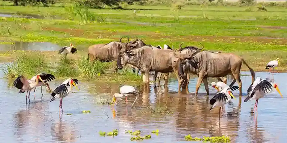 5 days joining safari start arusha lake manyara national park