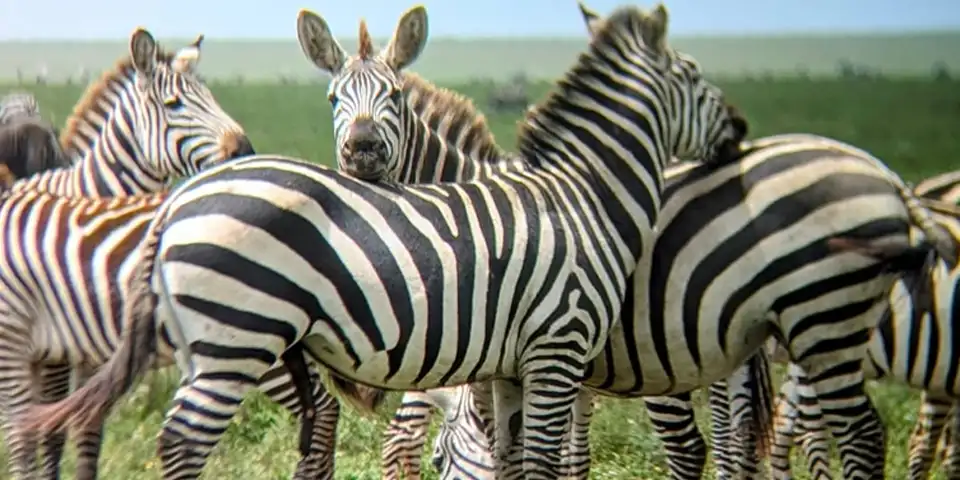 5 days joining safari start arusha serengeti national park