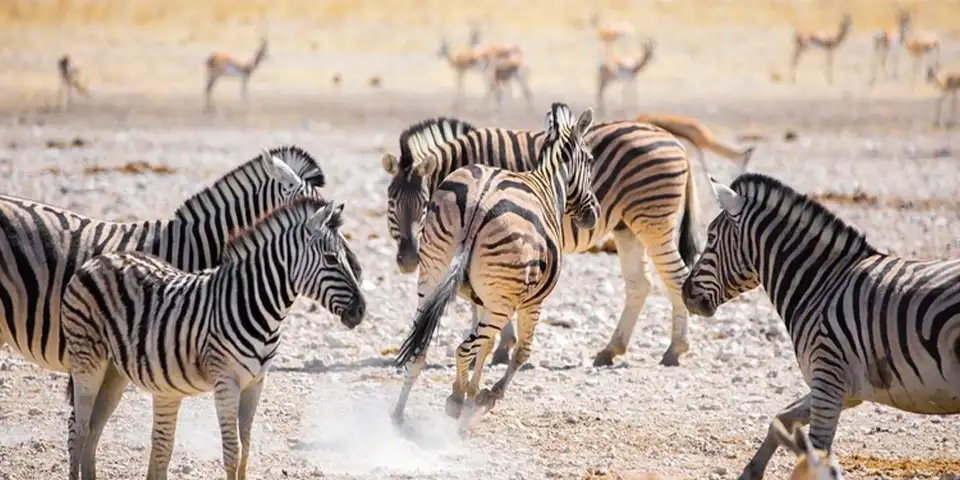 5 days joining safari start arusha tarangire national park