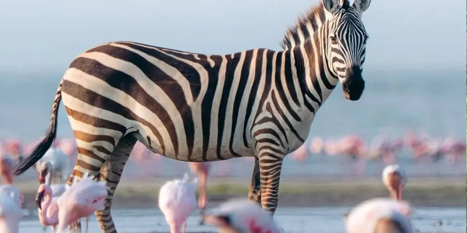 5 days luxury family safari lake manyara national park