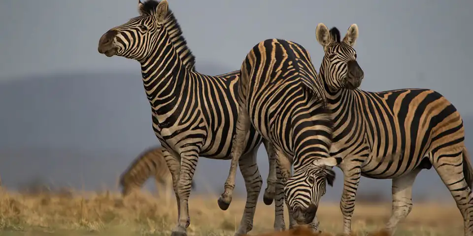 5 days luxury family safari serengeti national park
