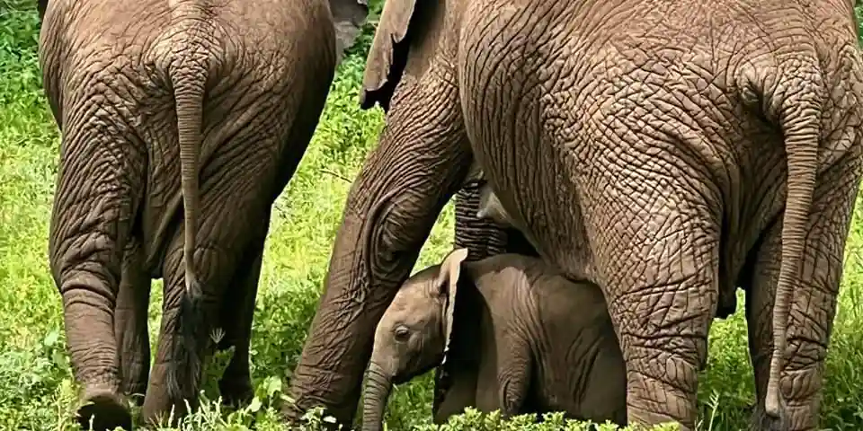 premium family safari tanzania tarangire