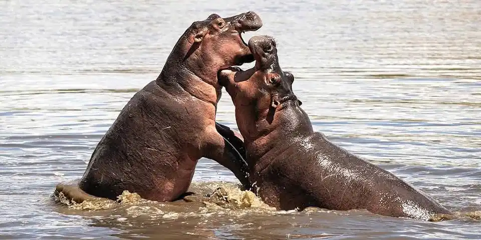 5 Days Luxury Safari From Arusha