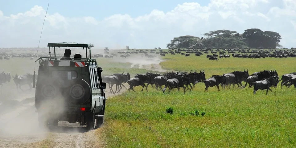 5 days luxury safari tanzania