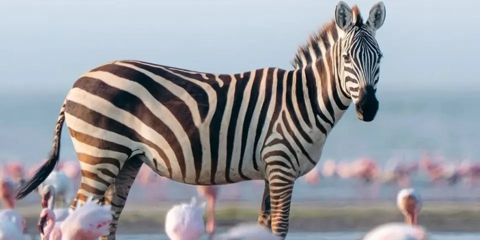 5 Days Luxury Safari Tanzania