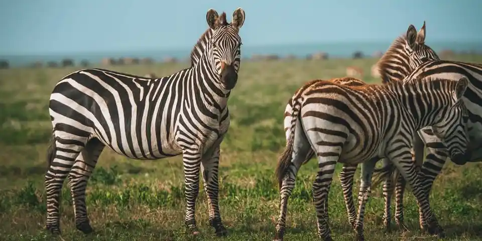 serengeti national park wildlife luxury