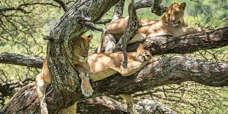 5 Days Luxury Safari from Arusha