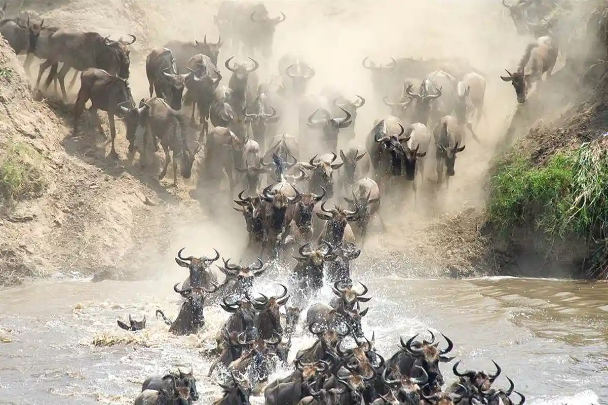 5 Days Mara River Crossing Safari - Wildebeest Crossing Mara River