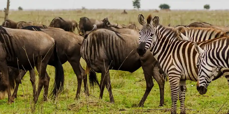 5 days wildebeest migration safari