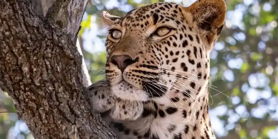 5 days arusha serengeti ngorongoro romantic safari serengeti wildlife