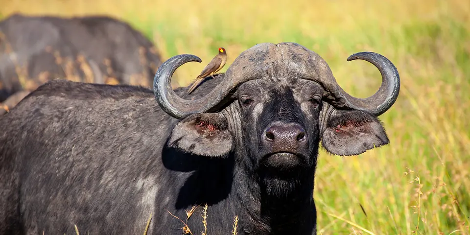 romantic safari serengeti ngorongoro experience