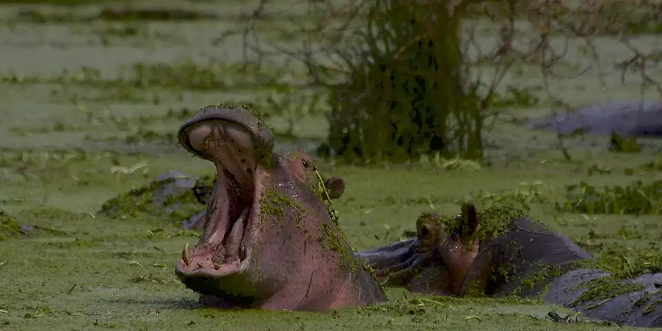 arusha serengeti ngorongoro romantic safari tanzania