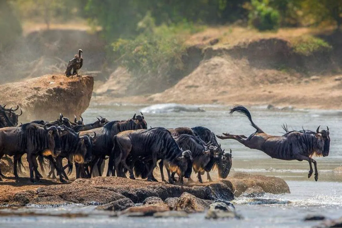 5 Days Ultimate Wildebeest Migration Safari