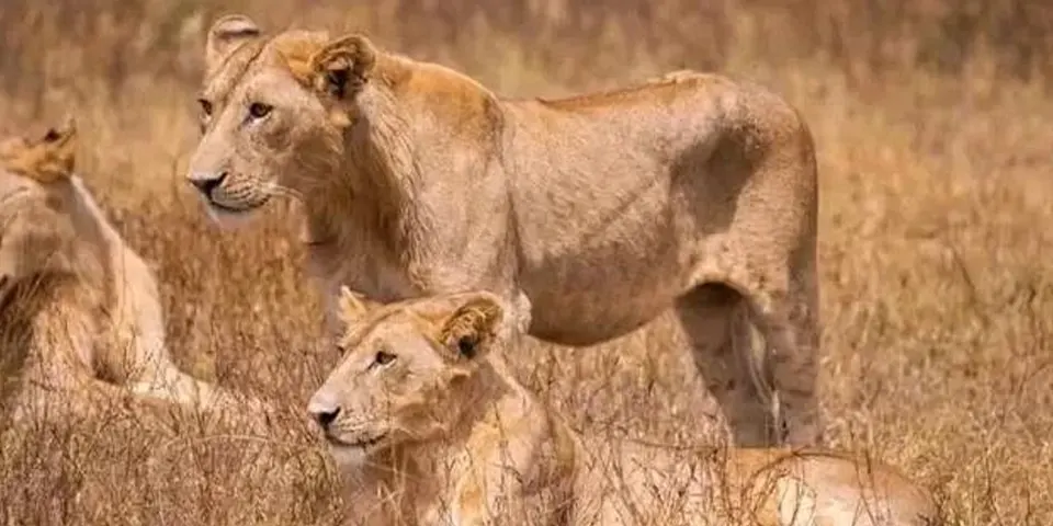 6 Days Tanzania Christmas Holidays package