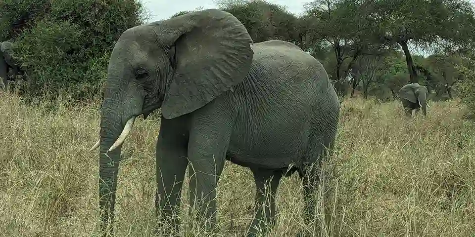 6 days affordable safari starting arusha tarangire national park