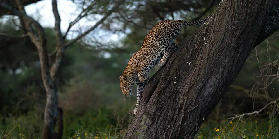 6 days affordable safari serengeti national park