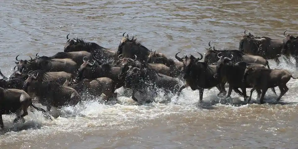 6 days family tour tanzania serengeti national park