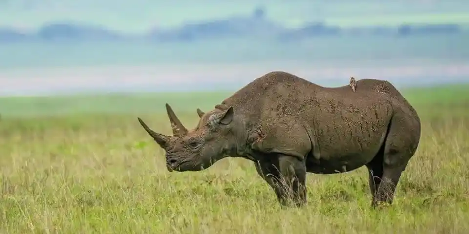 6 days family tour tanzania ngorongoro crater