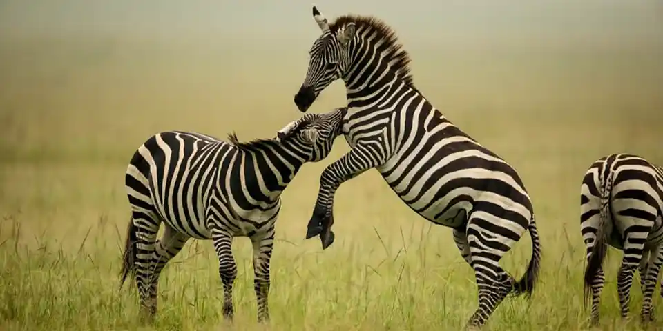 6 Days Family Tour Tanzania