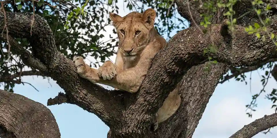 6 days group joining safari start arusha ngorongoro crater