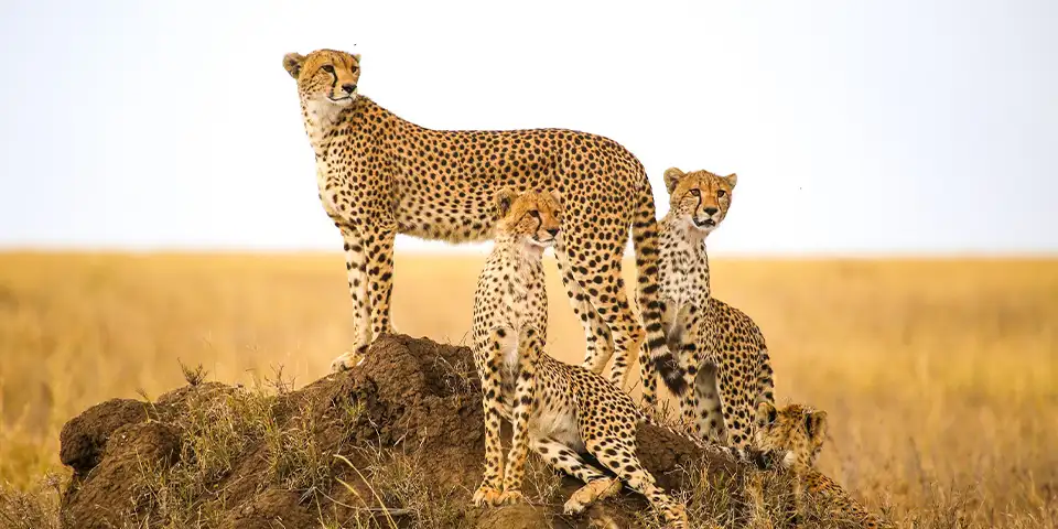 6 days joining group safari tanzania