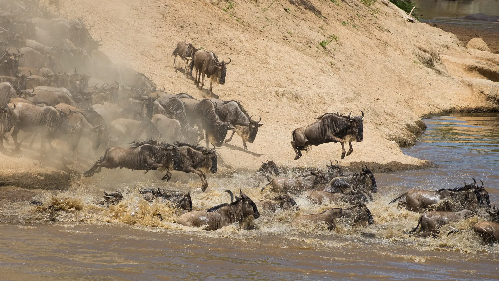 6 days mara river migration safari serengeti crossing
