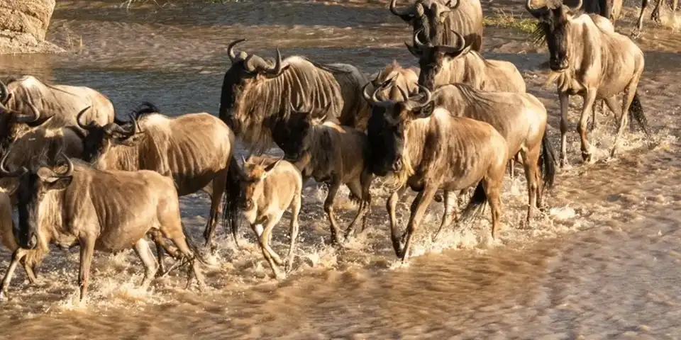 6 days Mara River migration safari