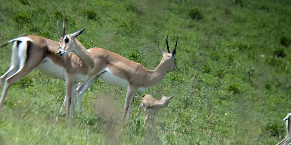 6 days ndutu region safari arusha national park