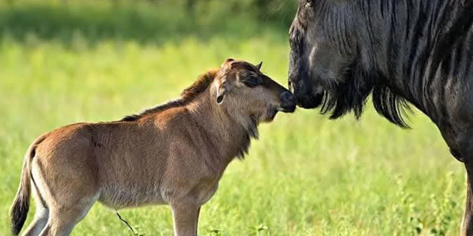 lake manyara 6 days ndutu region safari
