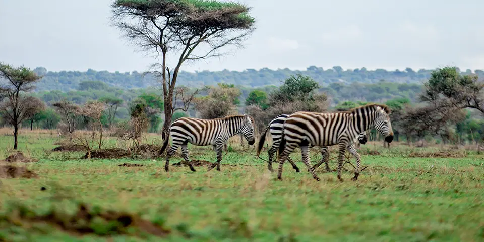 ngorongoro crater safari experience