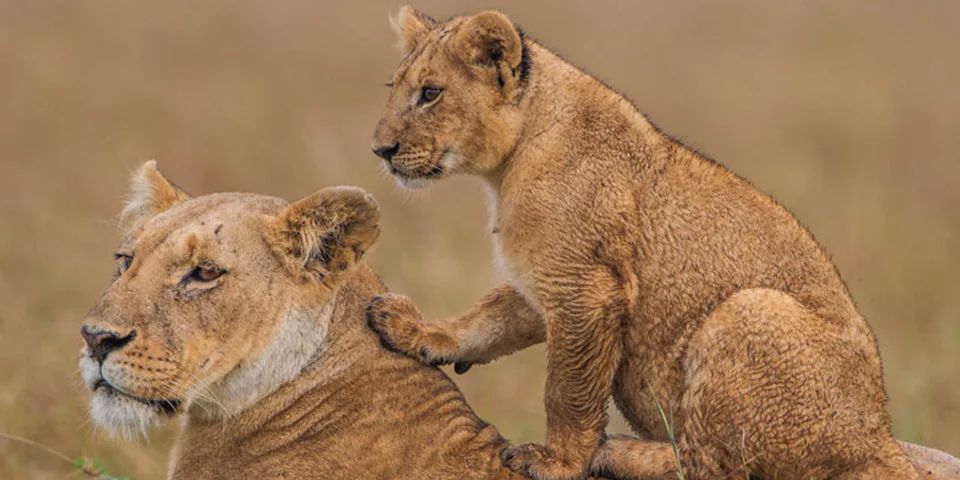 6 days serengeti and zanzibar honeymoon safari