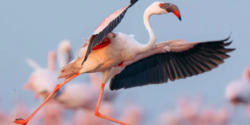 6 Days Luxury Safari Start Arusha