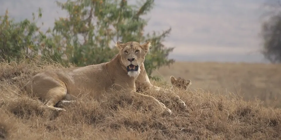 serengeti national park wildlife luxury start arusha