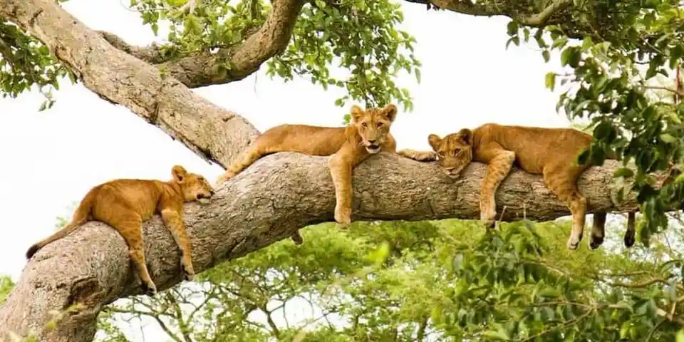 tarangire elephant herds luxury safari