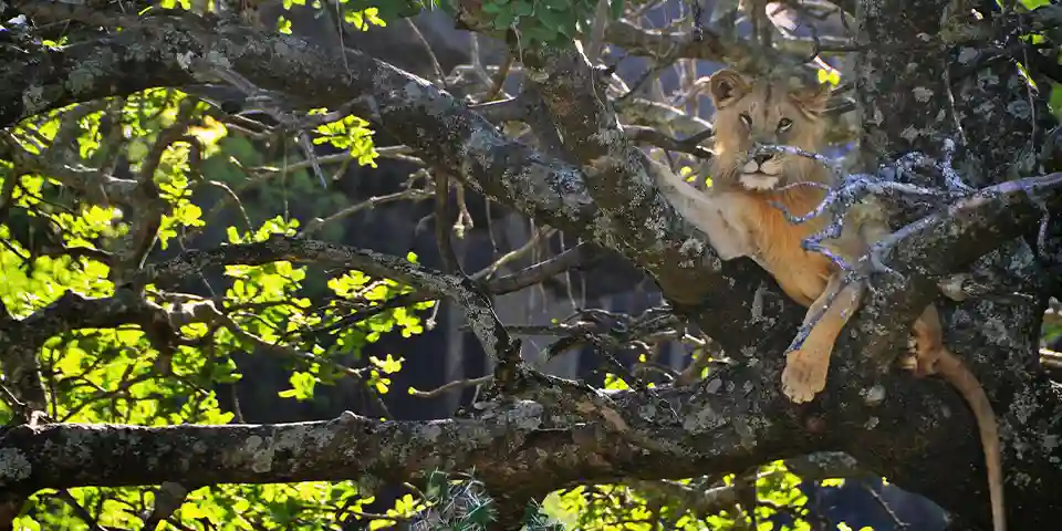 7 days family safari lake manyara national park