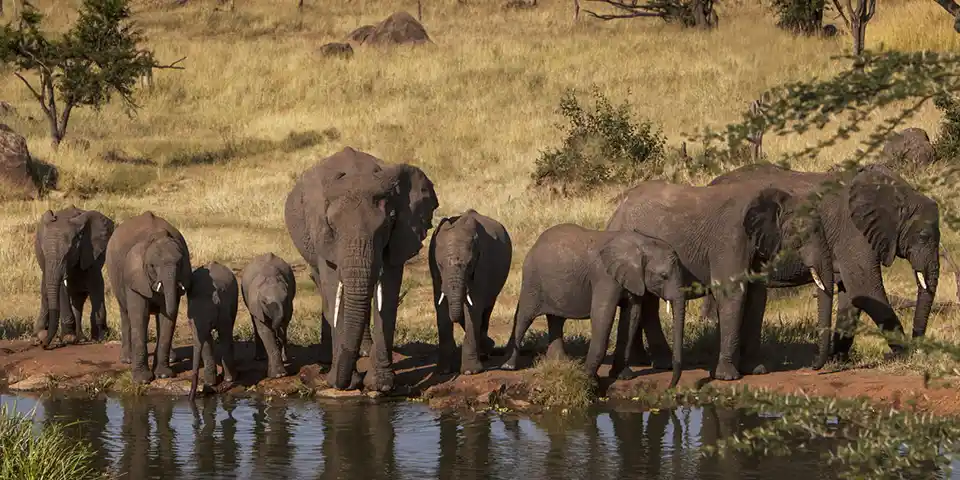 7 days family safari tarangire national park