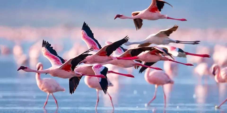 7 days family safari start arusha or moshi